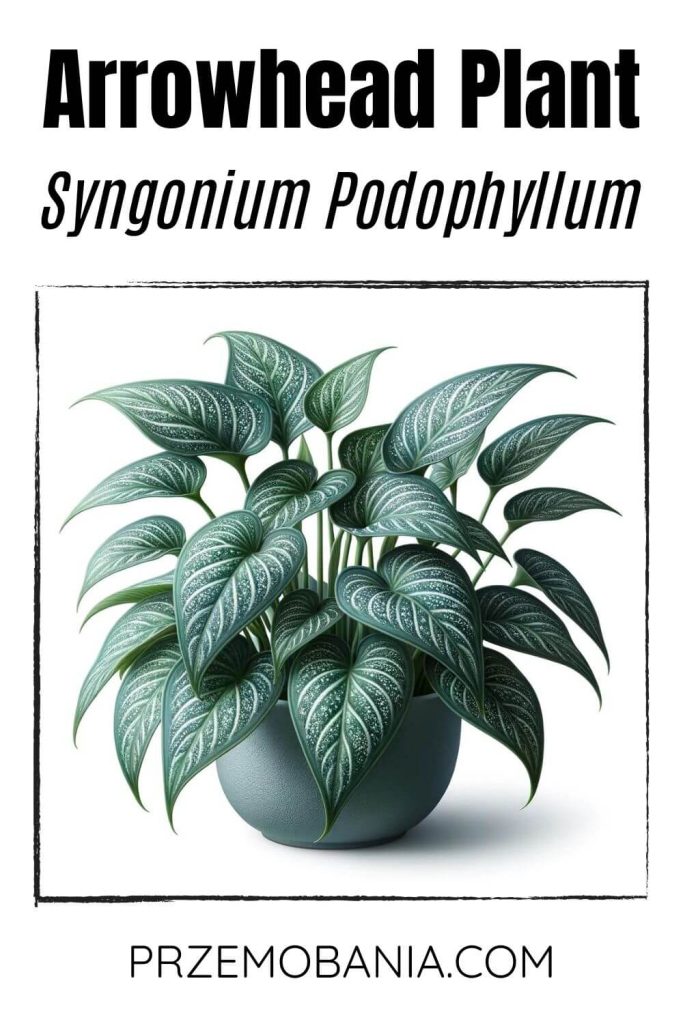 An Arrowhead Plant (Syngonium podophyllum) on a white background. The plant has arrow-shaped green leaves with silver markings.