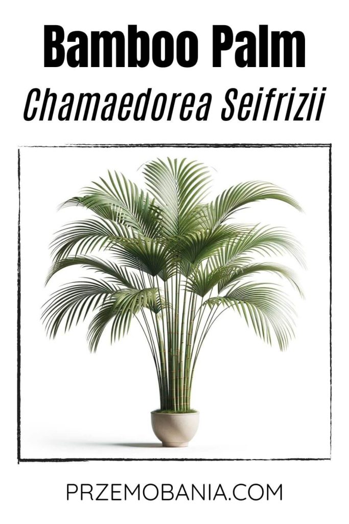 A Bamboo Palm (Chamaedorea seifrizii) on a white background. The plant has thin, bamboo-like stems and feathery green fronds.