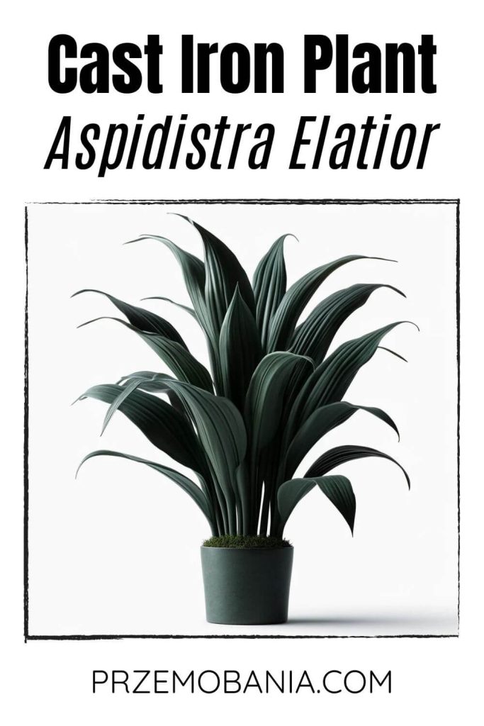 A Cast Iron Plant (Aspidistra elatior) on a white background. The plant has long, lance-shaped, dark green leaves.