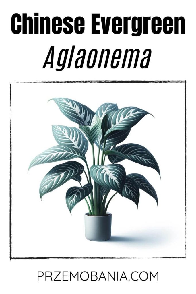 A Chinese Evergreen (Aglaonema) on a white background. The plant has broad, dark green leaves with silver markings.