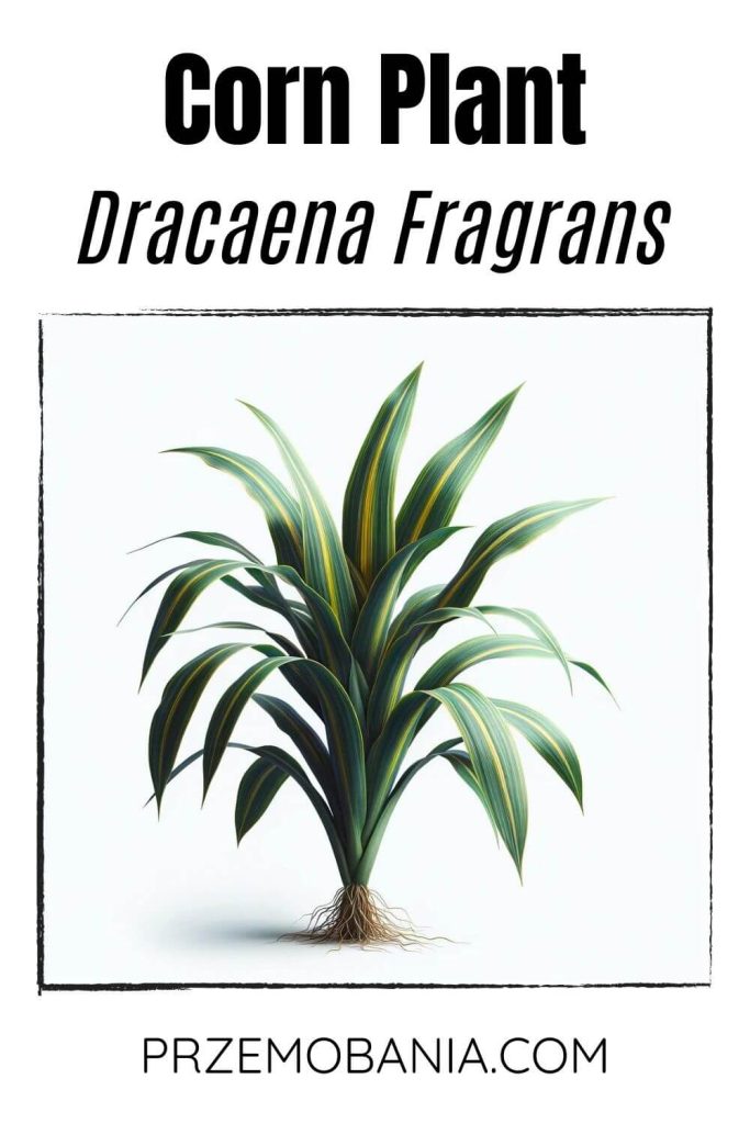 A Corn Plant (Dracaena fragrans) on a white background. The plant has long, green leaves with yellow stripes.