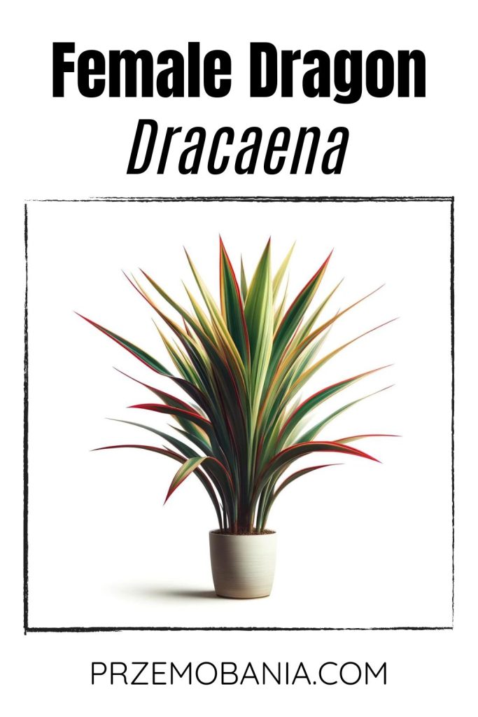 A Dracaena on a white background. The plant has long, narrow, green leaves with red or yellow edges.