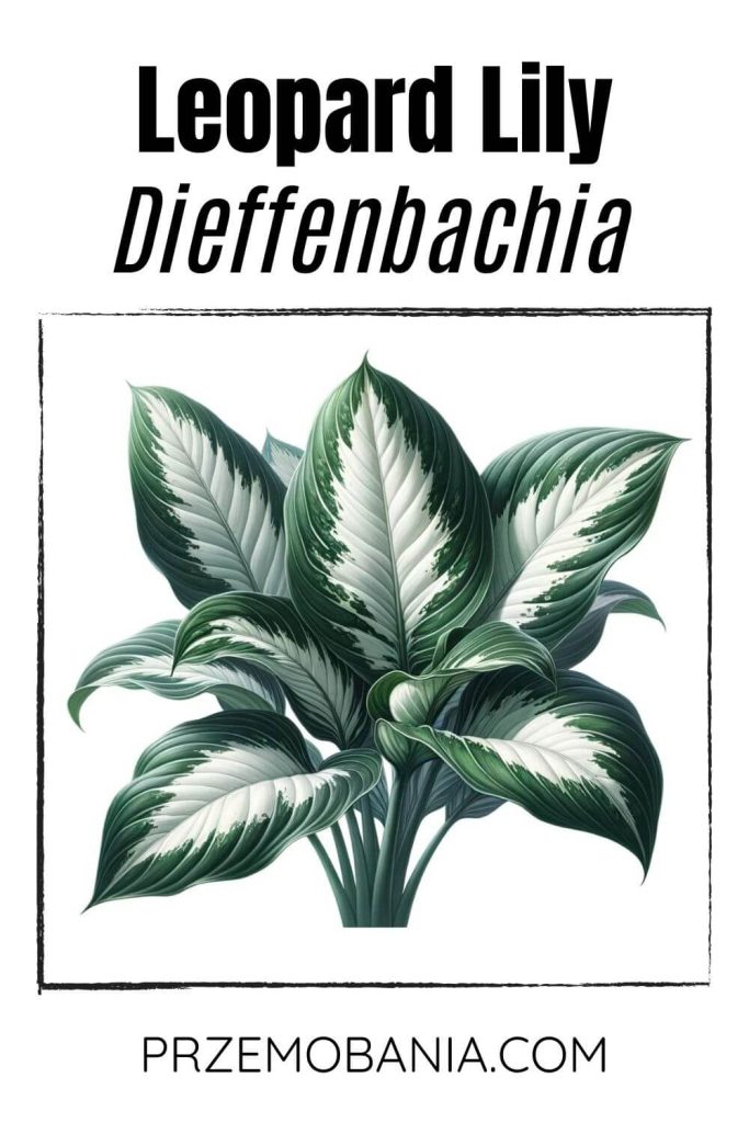 A Dieffenbachia on a white background. The plant has large, broad leaves with green and white variegation.