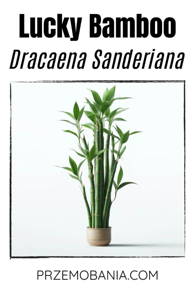 A Lucky Bamboo (Dracaena sanderiana) on a white background. The plant has slender, green stalks with small leaves at the top.
