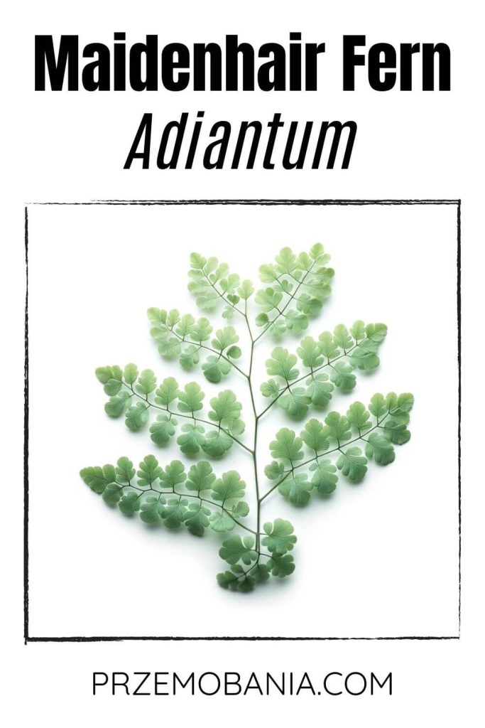 A Maidenhair Fern (Adiantum) on a white background. The plant has delicate, light green fronds with small, fan-shaped leaflets.