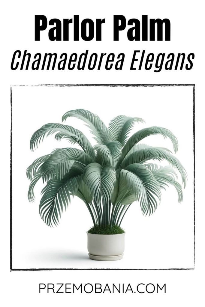 A Parlor Palm (Chamaedorea elegans) on a white background. The plant has delicate, feathery green fronds.