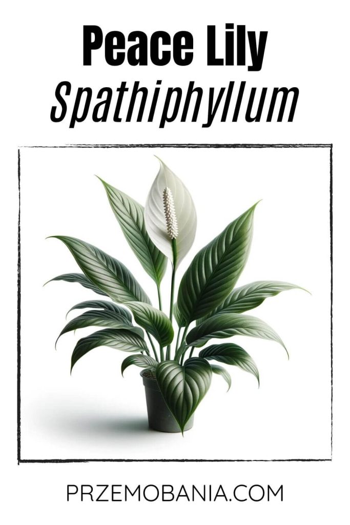 A Peace Lily (Spathiphyllum) on a white background. The plant has dark green leaves and white, hood-shaped flowers.