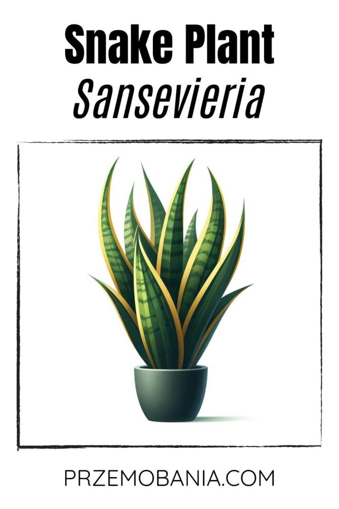 A Snake Plant (Sansevieria) on a white background. The plant has long, upright, green leaves with yellow edges.