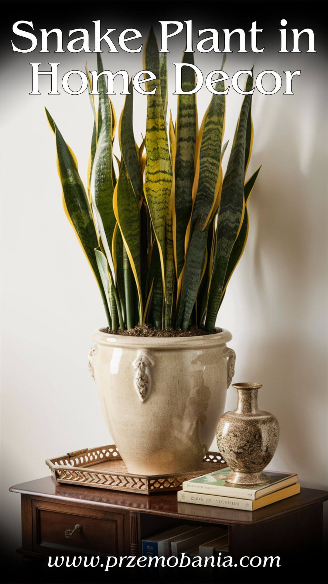 Snake Plant in Home Decor 3