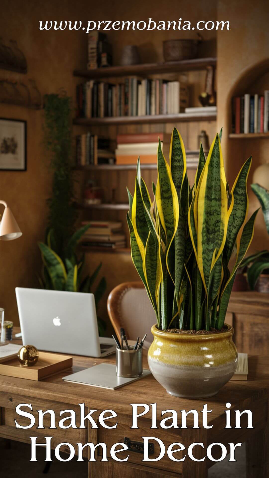 Snake Plant in Home Decor 5