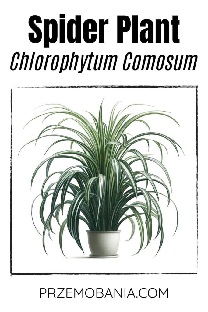 A Spider Plant (Chlorophytum comosum) on a white background. The plant has long, narrow green leaves with white stripes and arching stems.