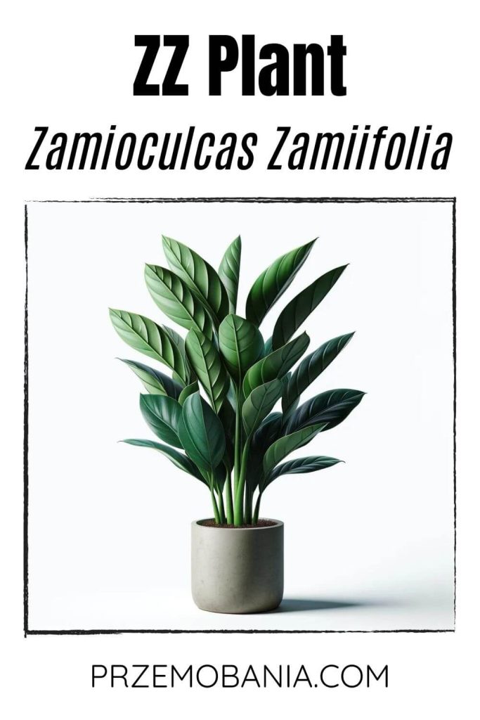 A ZZ Plant (Zamioculcas zamiifolia) on a white background. The plant has glossy, dark green leaves on thick, upright stems.