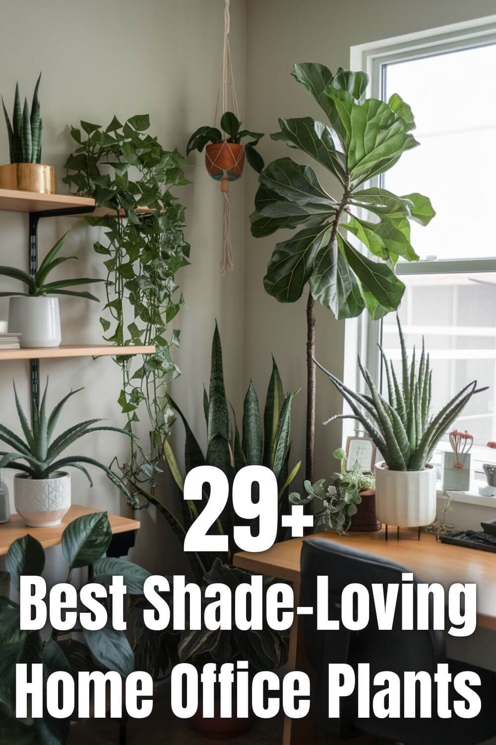 29+ Best Shade-Loving Home Office Plants