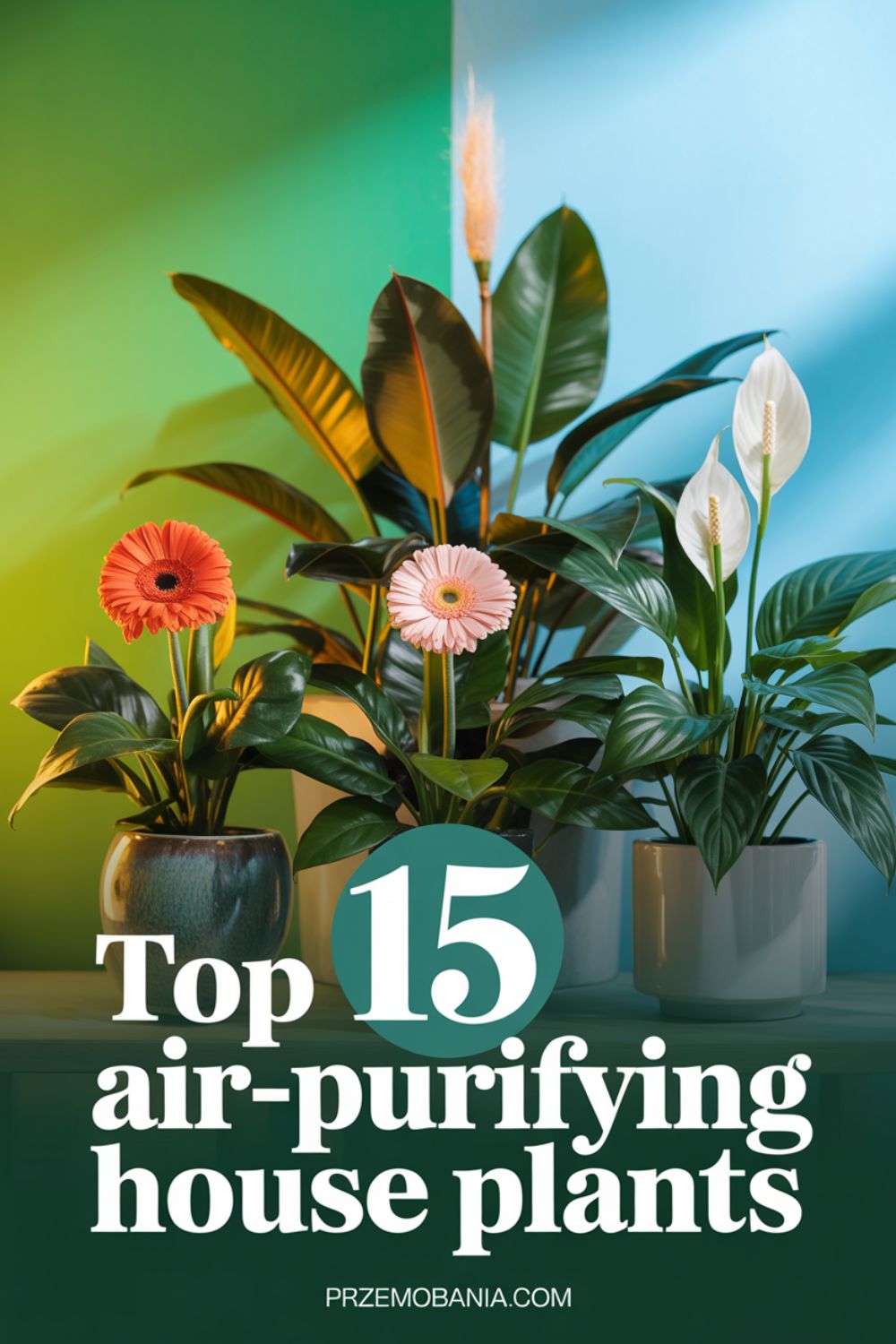 Top 15 Air Purifying House Plants for Your Home Office