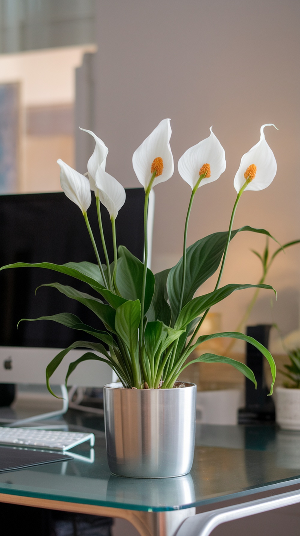 A Peace Lily plant with elegant white blooms on a desk in a modern home office.