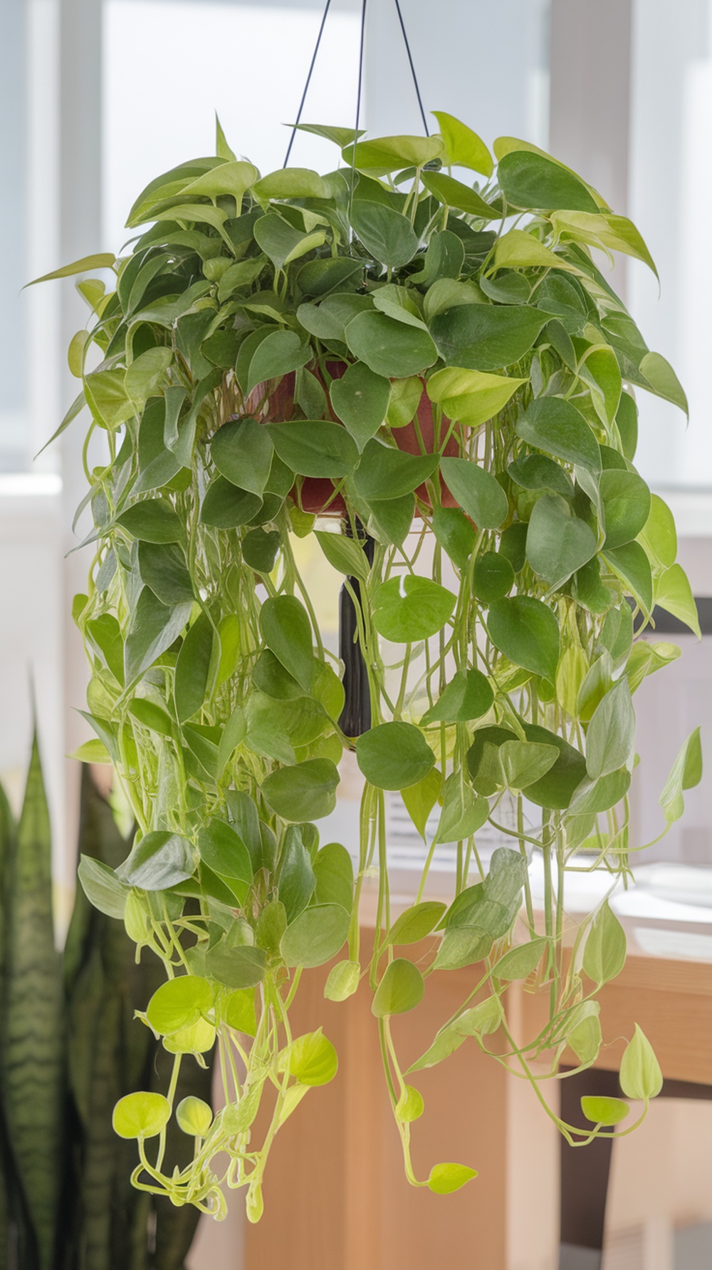 A lush Pothos plant hanging in a bright indoor setting