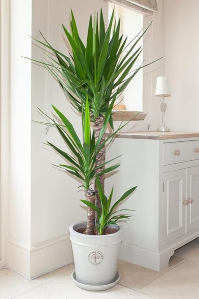 Yucca Elephantipes Houseplant